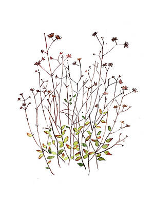 Paintings - Seeds and dried Flowers by Luisa Millicent