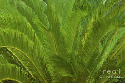 All American - Sago Palm - Tropical Palm by Dale Powell