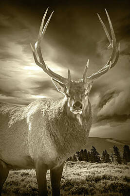 Music Baby - Sepia Tone Portrait of an Elk in Yellowstone National Park by Randall Nyhof