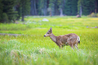 Jackie Kennedy - Sequoia Mule Deer by Brian Knott Photography