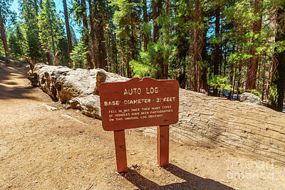 College Football Stadiums Royalty Free Images - Sequoia National Park auto log pathway Royalty-Free Image by Benny Marty