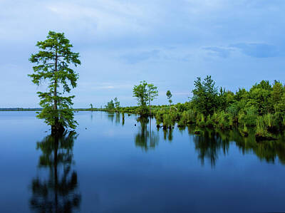 Lori A Cash Royalty-Free and Rights-Managed Images - Serene Lake Drummond Morning by Lori A Cash