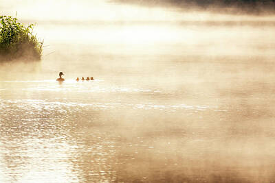 Lucille Ball - Serene Misty Sunrise as this Mallard Hen and baby ducks swim together across the lake. by Ricardo Reitmeyer