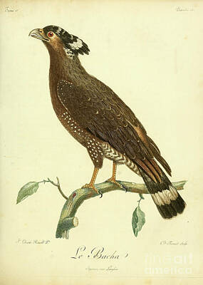 Birds Drawings - Serpentaire bacha Crested Serpent Eagle c2 by Historic illustrations