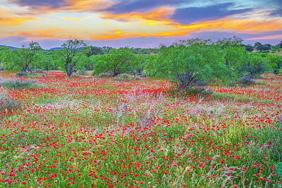 Say What - Shades of Red in the Hill Country 501-2 by Rob Greebon
