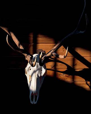 Jerry Sodorff Royalty-Free and Rights-Managed Images - Shadow From Elk Skull by Jerry Sodorff