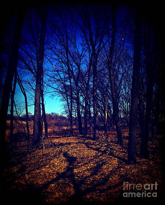 Frank J Casella Royalty Free Images - Shadows and Trees Landscape - Lomo Royalty-Free Image by Frank J Casella