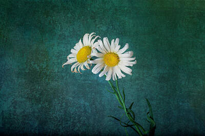 Still Life Mixed Media Rights Managed Images - Shasta Daisy Companions Royalty-Free Image by AS MemoriesLiveOn