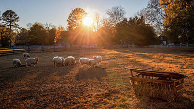 Comedian Drawings Rights Managed Images - Sheep in the Evening Sun  Royalty-Free Image by Rachel Morrison