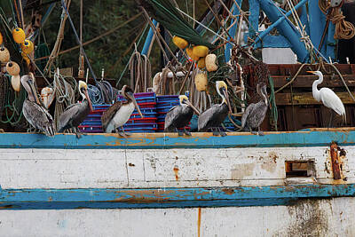 Birds Royalty Free Images - Shem Creek Docked Shrimpboats - Pelicans and Great White Egret Royalty-Free Image by Steve Rich