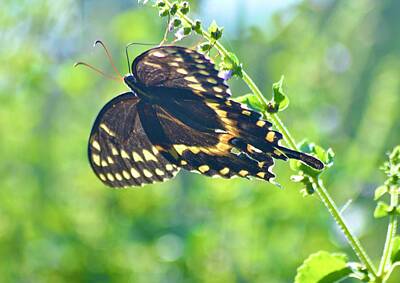 Have A Cupcake - Shiloh Florida Palamedes Swallowtail Butterfly by Warren Thompson