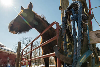 Staff Picks Rosemary Obrien - Shine on Horse by Kristopher Schoenleber