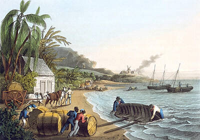 Food And Beverage Drawings - Shipping Sugar by William Clark