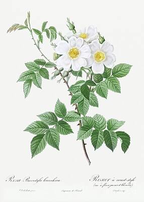 Roses Paintings - Short-styled rose with yellow and white flowers, Rosa brevistyla leucochroa from Les Roses 1817-182 by Shop Ability