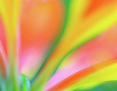 Abstract Photos - Show Stopper Colors by Elvira Peretsman