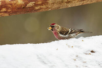 Jouko Lehto Royalty-Free and Rights-Managed Images - Showing the pink. Common redpoll by Jouko Lehto