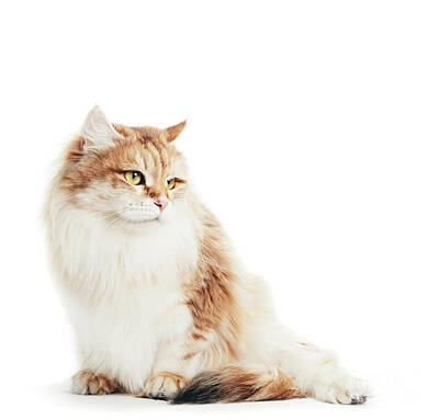 Portraits Photos - Siberian cat portrait on white background. by Michal Bednarek