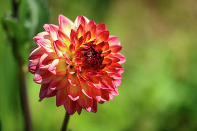 Birds Royalty Free Images - Side view of a Dahlia in bloom Royalty-Free Image by Jeff Swan