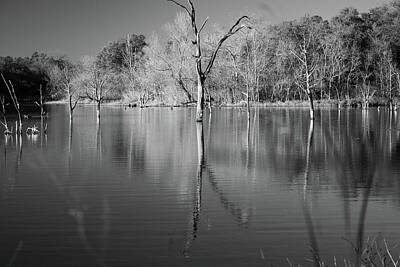 Short Story Illustrations Rights Managed Images - Silent Symmetry - Snag Trees and Bare Branches in Black and White Royalty-Free Image by Brigitte Thompson