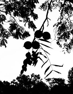 Vintage Oldsmobile Royalty Free Images - Silhouette of Walnuts on a Branch Royalty-Free Image by Only A Fine Day
