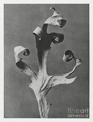 Discover Inventions - Silphium Laciniatum Compass Plant dried leaf enlarged 5 times from Urformen der Kunst 1928  by Shop Ability