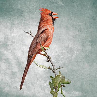 Birds Royalty Free Images - Singing Northern Cardinal Royalty-Free Image by Mike Gifford