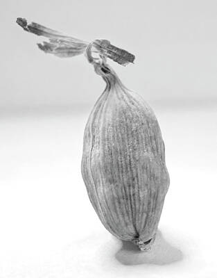 Gaugin Royalty Free Images - Single Green Cardamom Seed on White Royalty-Free Image by Iris Richardson