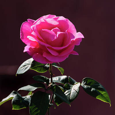 Roses Photos - Single Hot Pink Rose by Robert VanDerWal