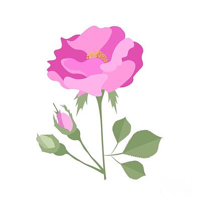 Roses Drawings - Single Pink Damask Rose on A White Background by Iam Nee