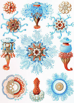 Animals Drawings - Siphonophorae Staatsquallen by Ernst Haeckel by Mango Art