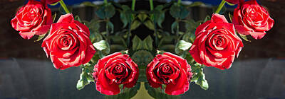 Roses Photos - Six Pretty red Roses flower indoors display on a dark background by Geoff Childs