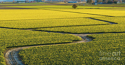 Irish Leprechauns Rights Managed Images - Skagit Daffodil Fields Path Royalty-Free Image by Mike Reid