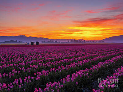 Abstract Flowers Rights Managed Images - Skagit Valley Magenta Tulip Fields Sunrise Royalty-Free Image by Mike Reid