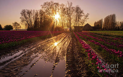 Landscapes Kadek Susanto Royalty Free Images - Skagit Valley Tulips Sunstar Reflected Royalty-Free Image by Mike Reid