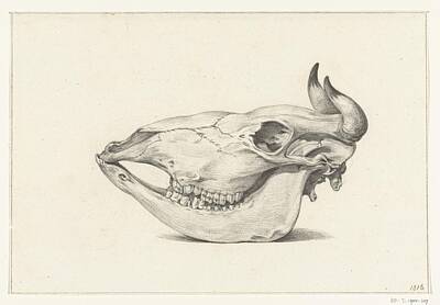 Wild And Wacky Portraits - Skull of a cow, seen from the side, Jean Bernard, 1816 3 by Arpina Shop