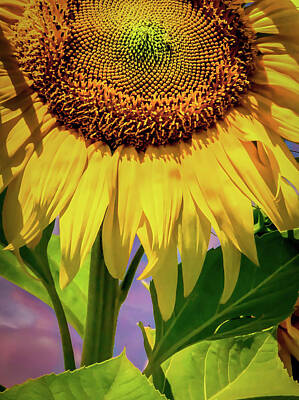 Sunflowers Mixed Media - Skyscraper Sunflower details by Optical Playground By MP Ray