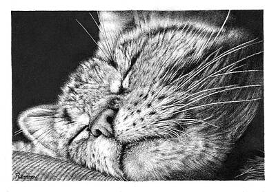 Animals Drawings - Sleeping Cat by Casey 