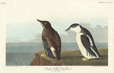 Nursery Room Signs Rights Managed Images - Slender-billed Guillemot from Birds of America 1827 by John James Audubon 1785 - 1851, etched by Rob Royalty-Free Image by Arpina Shop