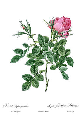 Roses Digital Art - Small damask rose by Celestial Images