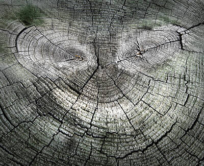 Still Life Royalty-Free and Rights-Managed Images - Smiling Face In Tree Stump by Gary Slawsky