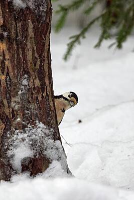 Jouko Lehto Rights Managed Images - Sneak peek. Great spotted woodpecker Royalty-Free Image by Jouko Lehto