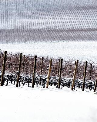 Nothing But Numbers - Snow Covered Vineyard and Poles by Jerry Sodorff