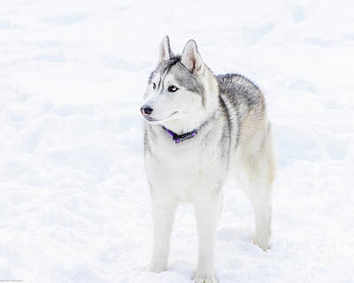Birds Royalty Free Images - Snow Dog in the Snow Royalty-Free Image by May Finch