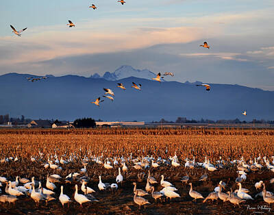 Amy Hamilton Animal Collage - Snow Geese 782 by Aaron Whitney