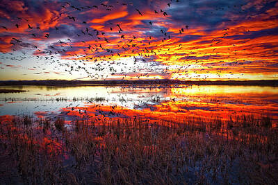 Animal Surreal - Snow Geese at Sunrise Wildlife Refuge New Mexico by OLena Art - Lena Owens
