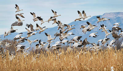 Game Of Thrones Rights Managed Images - Snow geese take off Royalty-Free Image by Randall Roberts