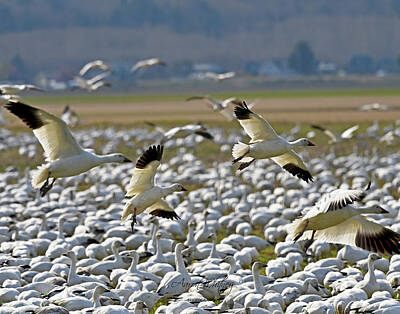 Maps Rights Managed Images - Snow Goose 1371 Royalty-Free Image by Aaron Whitney