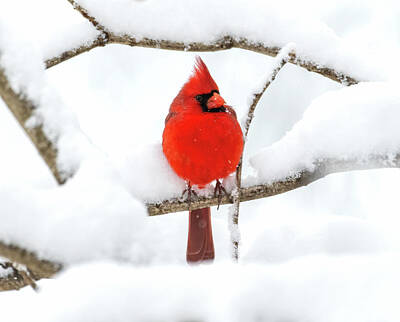 Road And Street Signs - Snow Storm Cardinal by Lara Ellis
