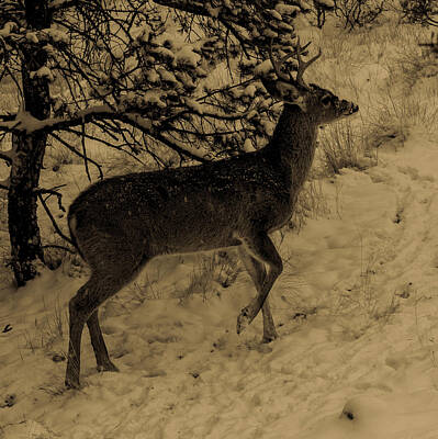 Thomas Kinkade - Snow - Whitetail Deer Buck 00918 by Renny Spencer