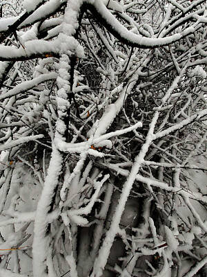 Travel Pics Digital Art - Snow. Woodland. Moscow. by Andy i Za